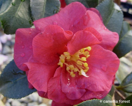 Camellia sasanqua 'Reverend Ida' at Camellia Forest Nursery