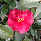 Camellia sasanqua 'Reverend Ida' at Camellia Forest Nursery