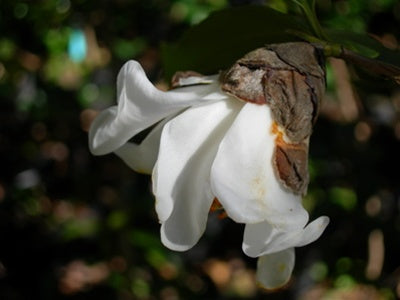 Camellia rhytidocarpa at Camellia Forest Nursery