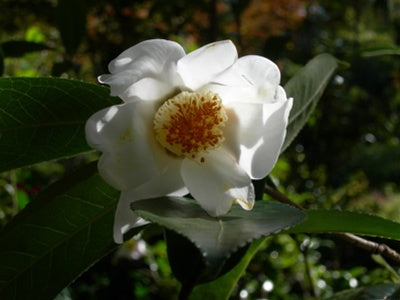 Camellia rhytidocarpa at Camellia Forest Nursery