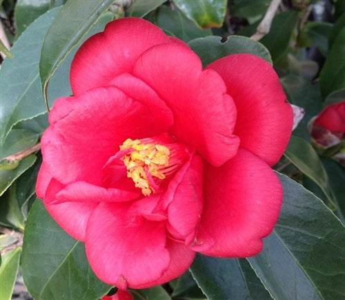 Camellia japonica 'River Farm Beauty' at Camellia Forest Nursery