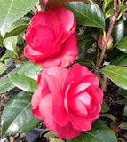 Camellia japonica 'Romany' at Camellia Forest Nursery