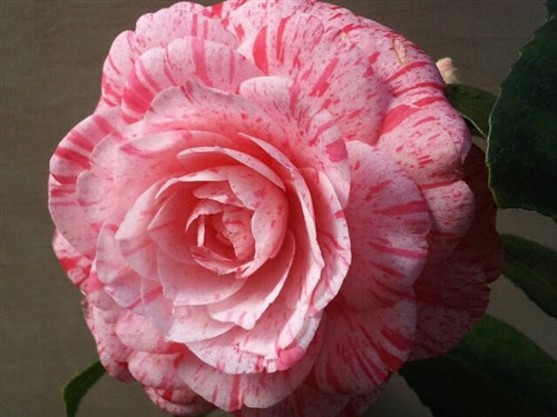 Camellia japonica 'Roma Risorta' at Camellia Forest Nursery