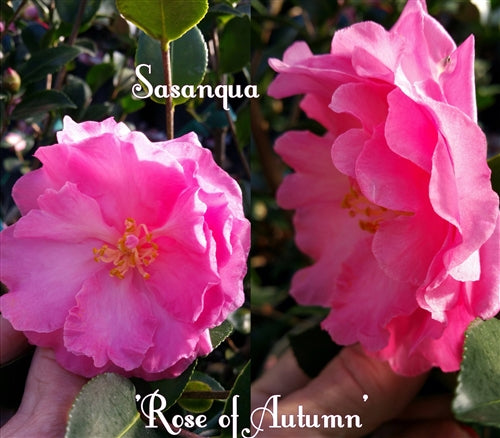 Camellia sasanqua 'Rose of Autumn'