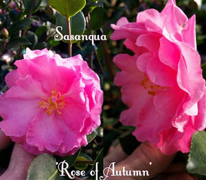 Camellia sasanqua 'Rose of Autumn'