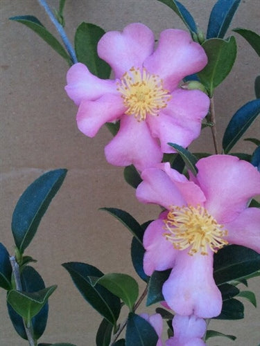 Camellia sasanqua 'Rosy Pillar' at Camellia Forest Nursery