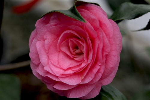 Twilight Roses
