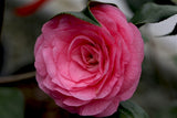 Camellia japonica 'Rose Twilight' at Camellia Forest Nursery