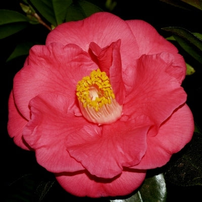 Camellia x 'Royal Intrigue'