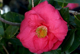 Camellia x 'Royal Intrigue'