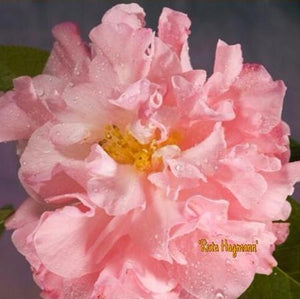 Camellia x 'Ruta Hagmann'
