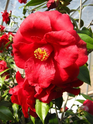 Camellia japonica 'Royal Velvet' at Camellia Forest Nursery