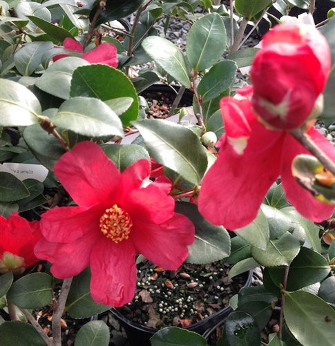 Camellia x vernalis 'Ryuko'