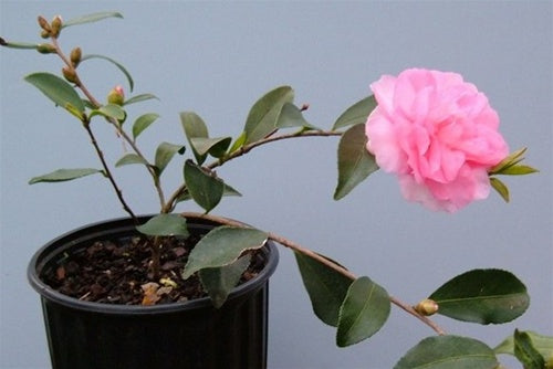 Camellia sasanqua 'Sarrel' at Camellia Forest Nursery