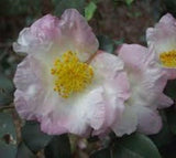 Camellia sasanqua 'Leslie Ann' at Camellia Forest Nursery