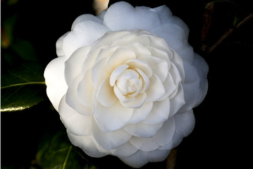 Camellia japonica 'Satsuma' at Camellia Forest Nursery