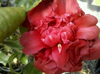 Camellia japonica 'Sawada's Mahogany' at Camellia Forest Nursery