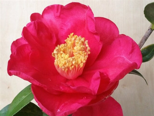 Camellia x 'Scarlet Temptation'