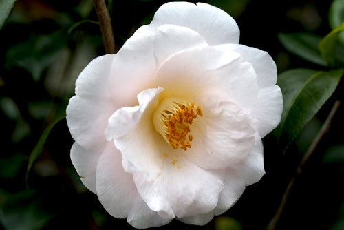 Camellia japonica 'Sarah Catherine' at Camellia Forest Nursery