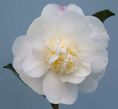 Camellia x 'Scented Snow'