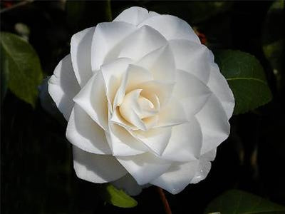 Camellia japonica 'Sea Foam' at Camellia Forest Nursery