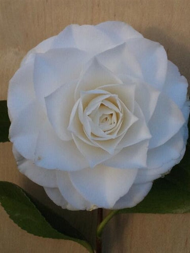 Camellia japonica 'Sea Foam' at Camellia Forest Nursery