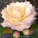 Camellia x 'Senritsu-ko'