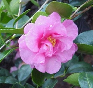 Camellia sasanqua 'Seventh Desire' at Camellia Forest Nursery