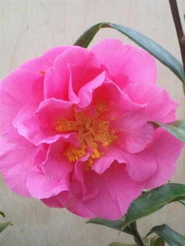 Camellia x 'Spring Frill'