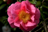Camellia x 'Spring Frill'