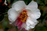 Camellia japonica 'Shibori-kingyo-tsubaki' at Camellia Forest Nursery