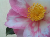 Camellia x 'Shibori-egao'