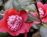 Camellia japonica 'Shikibu' at Camellia Forest Nursery