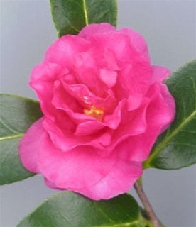 Camellia sasanqua 'Shishigashira' at Camellia Forest Nursery