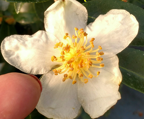 Camellia sasanqua 'Shikoku Stars' at Camellia Forest Nursery