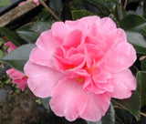 Camellia sasanqua 'Showa-no-sakae' at Camellia Forest Nursery