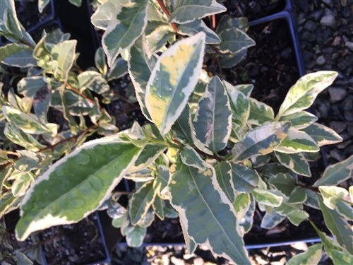 Camellia sinensis 'Fuiri' at Camellia Forest Nursery