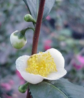 Camellia sinensis "Large Leaf" tea flower at Camellia Forest Nursery