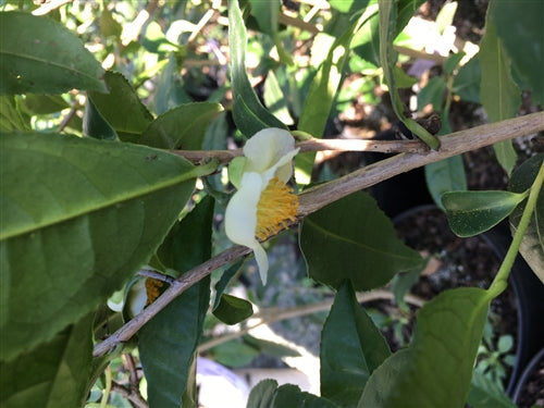 Camellia sinensis "Sochi" tea plant and flower at Camellia Forest Nursery