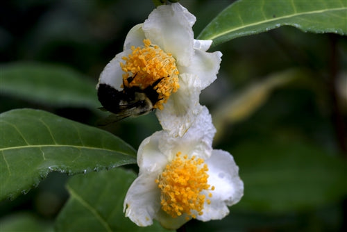 Camellia sinensis var. sinensis &quot;Small Leaf&quot; at Camellia Forest Nursery