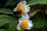 Camellia sinensis 'Small Leaf Tea' seeds at Camellia Forest Nursery