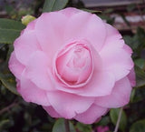 Camellia x 'Sweet Jane'