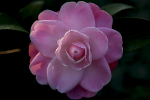 Camellia x 'Sweet Jane'