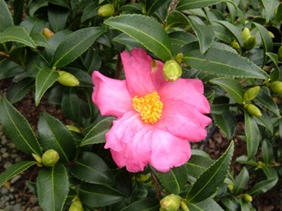 Camellia sasanqua 'Slim 'n Trim' at Camellia Forest Nursery
