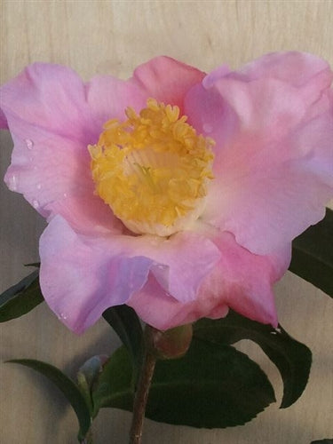 Camellia x 'Snow Drop Cascade'