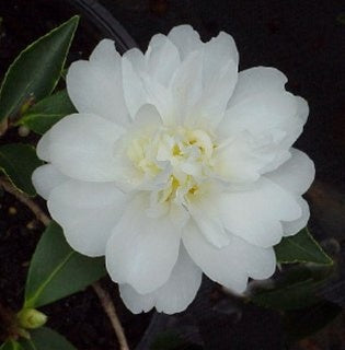 Camellia x 'Snow Flurry'