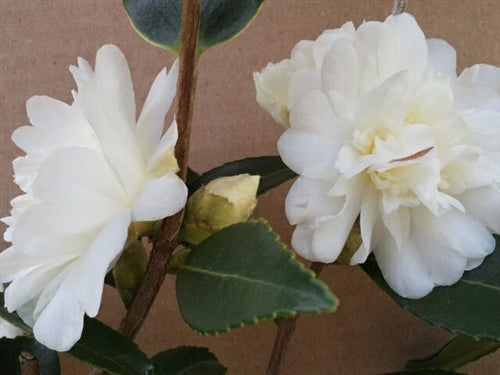 Camellia x 'Snow Flurry'