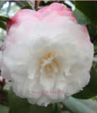 Camellia japonica 'Something Beautiful' at Camellia Forest Nursery