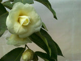 Camellia x 'Solstice'