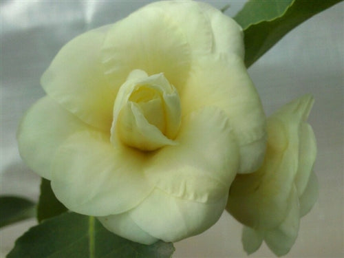 Camellia x 'Solstice'